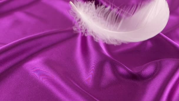 白い白鳥の羽は紫色の絹の上に落ちる スローモーション — ストック動画