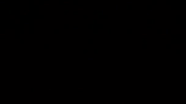 Fallende Weiße Schwanenfedern Auf Schwarzem Hintergrund Zeitlupe — Stockvideo
