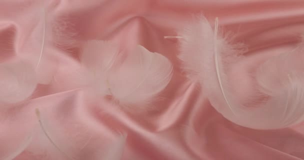 Λευκά Φτερά Κύκνου Παστέλ Ροζ Μετάξι — Αρχείο Βίντεο