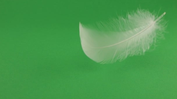 Beyaz Kuğu Tüyleri Yeşil Arka Plana Düşer Yavaş Çekim — Stok video