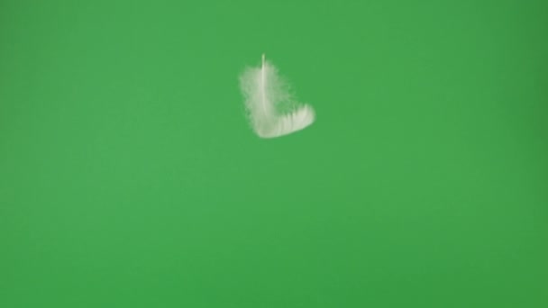 白い白鳥の羽が緑の背景に落ちている スローモーション — ストック動画