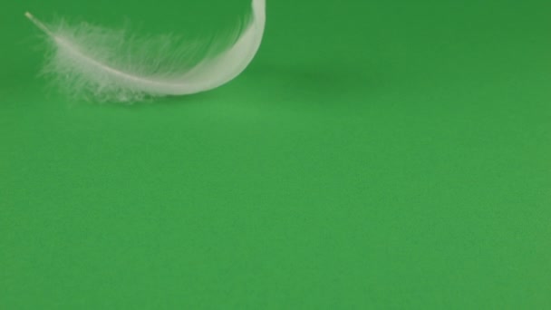 白天鹅的羽毛落在绿色的背景上 慢动作 — 图库视频影像