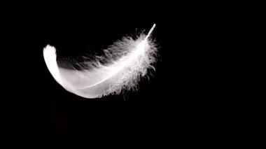 Siyah arka planda beyaz kuğu tüyleri dökülüyor. Yavaş çekim.