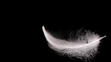 Siyah arka planda beyaz kuğu tüyleri dökülüyor. Yavaş çekim.