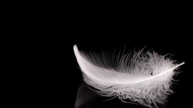 Suya beyaz kuğu tüyleri düşüyor. Siyah bir arka planda. Yavaş çekim.