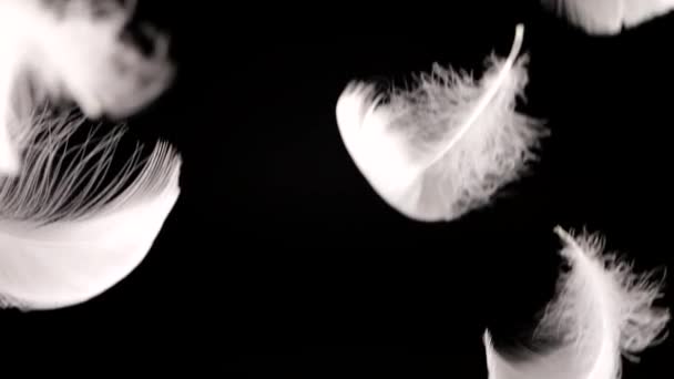 Plumes Cygne Blanc Tombant Sur Fond Noir Mouvement Lent — Video