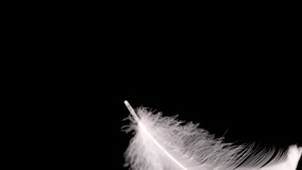 白い白鳥の羽が水の上に落ちる 黒を背景に スローモーション — ストック動画