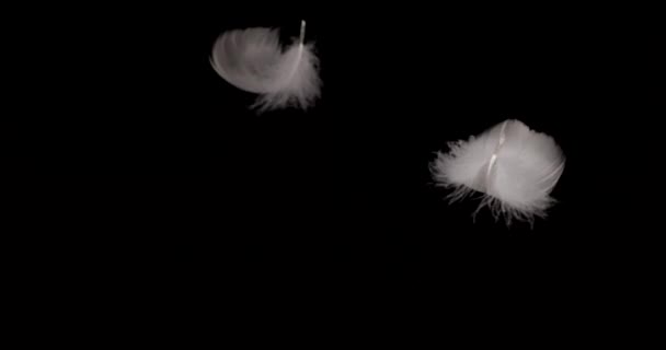 Siyah Arka Planda Beyaz Kuğu Tüyleri Dökülüyor Yavaş Çekim — Stok video