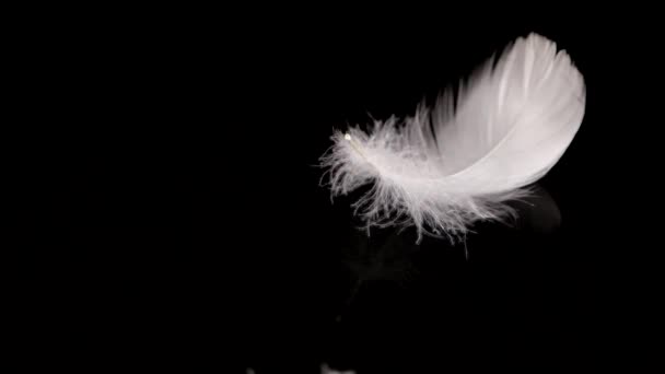 White Swan Feathers Falling Water Black Background Slow Motion — Stock Video