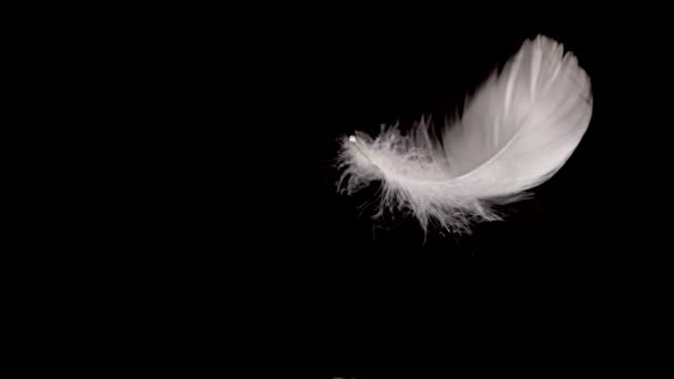 白天鹅的羽毛落在水面上 在一个黑色的背景 慢动作 — 图库视频影像