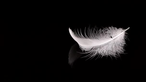 白い白鳥の羽が水の上に落ちる 黒を背景に スローモーション — ストック動画