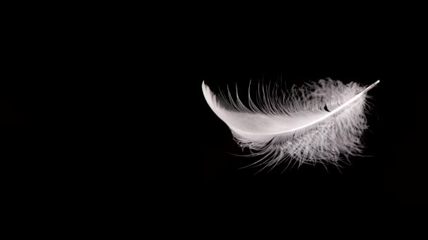 Падение Белых Лебединых Перьев Черном Фоне Медленное Движение — стоковое видео