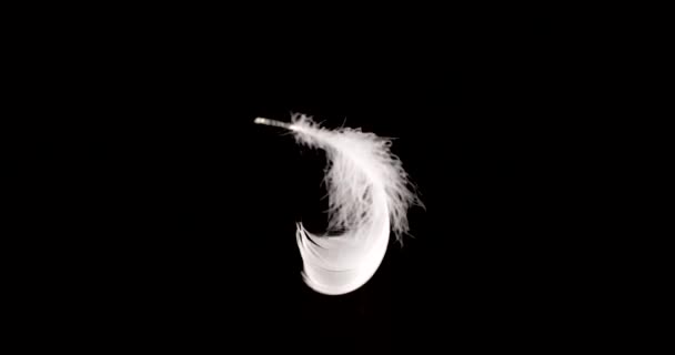 Falling White Swan Feathers Black Background Slow Motion — Stock Video