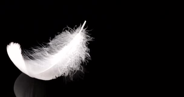Білі Лебеді Падають Воду Чорному Тлі Повільний Рух — стокове відео