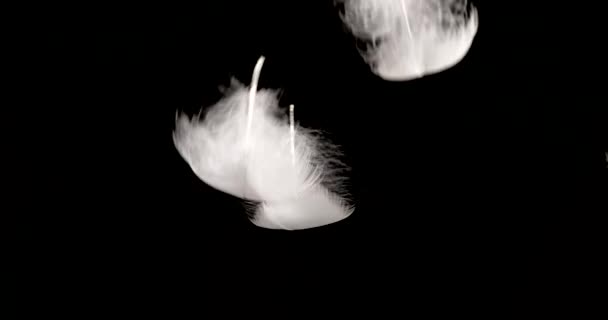 Падение Белых Лебединых Перьев Черном Фоне Медленное Движение — стоковое видео