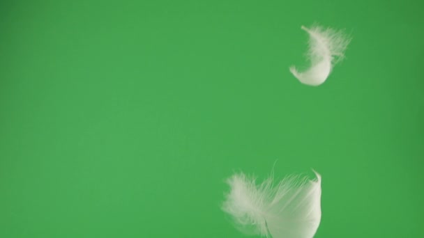 Weiße Schwanenfedern Fallen Auf Einen Grünen Hintergrund Zeitlupe — Stockvideo