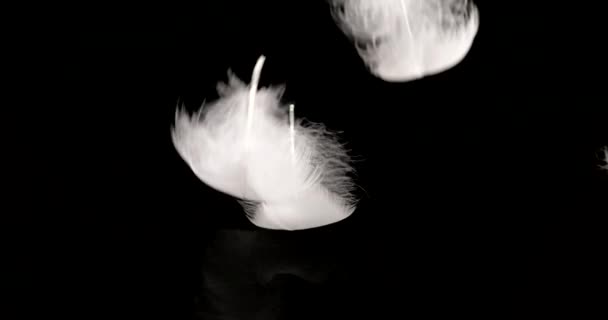 Белые Лебединые Перья Падают Воду Черном Фоне Медленное Движение — стоковое видео