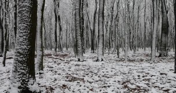 Стовбури Дерев Парковому Лісі Вкриті Снігом — стокове відео