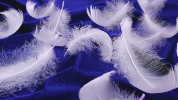Plumas Cisne Blanco Sobre Terciopelo Azul — Vídeos de Stock