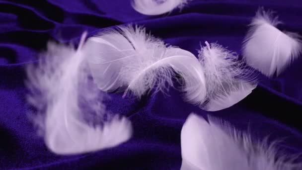 白い白鳥の羽は濃い紫色に落ちます スローモーション — ストック動画
