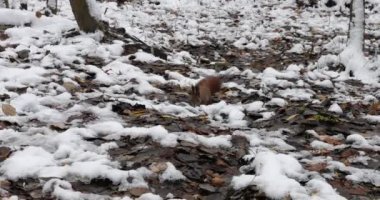 Kış parkındaki ormanda fındık arayan kızıl sincap..