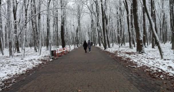 Ulička Zimním Parku Kmeny Stromů Jsou Pokryty Sněhem — Stock video