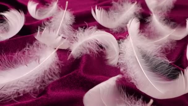 ブルゴーニュベルベットの白い白鳥の羽 風になびく羽 — ストック動画