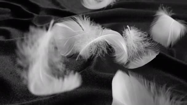 Weiße Schwanenfedern Fallen Auf Schwarzen Samt Zeitlupe — Stockvideo