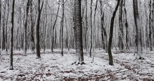 Trunchiuri Copaci Pădurea Parcului Acoperită Zăpadă — Videoclip de stoc