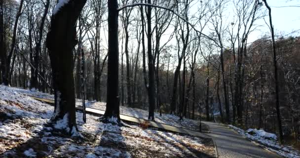 从冬季公园的树枝上掉下一滴水花 慢动作 — 图库视频影像