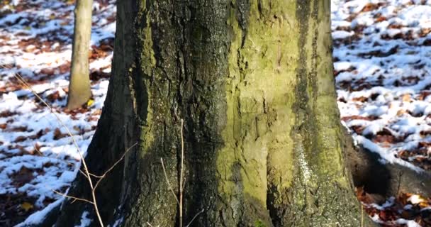 Krople Wody Spływające Kory Pnia Drzewa Strzelanina Zimowym Parku Leśnym — Wideo stockowe