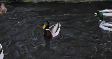 Gölette yüzen vahşi ördekler.