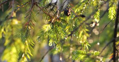 Bir ağacın dallarından damlayan su damlaları güneşin arka planındaki ışınlara karşı. Ağaç dallarında eriyen karlar. Kışın çekim..
