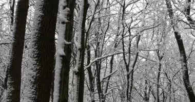 Parktaki ağaçların gövdeleri karla kaplı..