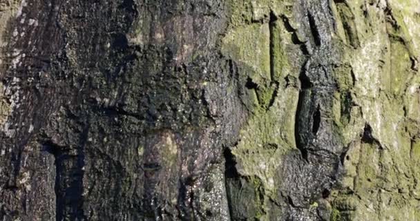 Ağaç Gövdesinin Kabuğundan Akan Damlaları — Stok video