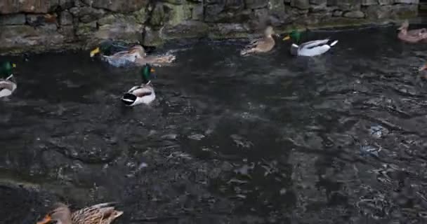 Patos Salvajes Flotando Agua Estanque — Vídeos de Stock