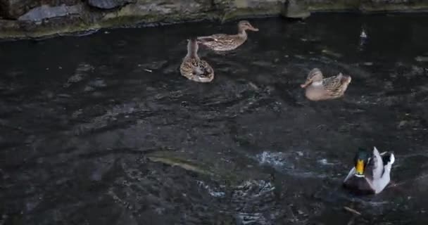 Patos Salvajes Flotando Agua Estanque — Vídeos de Stock
