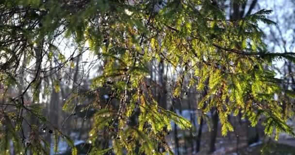 Kapky Vody Kapající Větví Stromu Pozadí Slunečních Paprsků Roztaje Sníh — Stock video