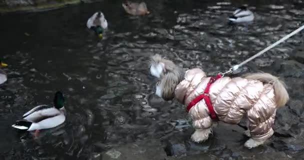Shih Tzu Pes Pozoruje Divoké Kachny Plavat Vodě Parku — Stock video