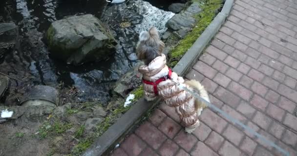 Shih Tzu Hund Beobachtet Wildenten Die Wasser Park Schwimmen — Stockvideo