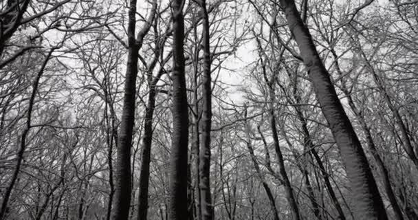 Troncos Árboles Bosque Del Parque Cubiertos Nieve — Vídeo de stock