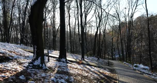 从冬季公园的树枝上掉下一滴水花 慢动作 — 图库视频影像