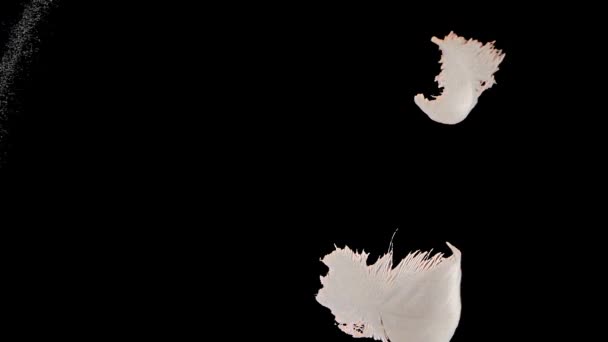 Falling Swan Feathers Slow Motion Alpha Channel Included — Stock Video