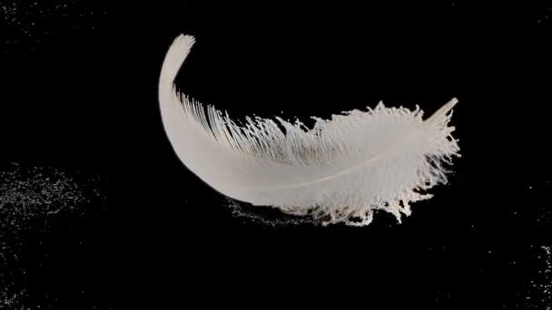 Falling Swan Feathers Slow Motion Alpha Channel Included — Stock Video