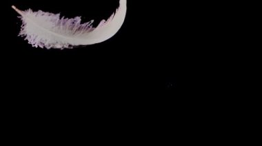 Kuğu tüyleri dökülüyor. Ağır çekim. Alfa kanalı dahil.