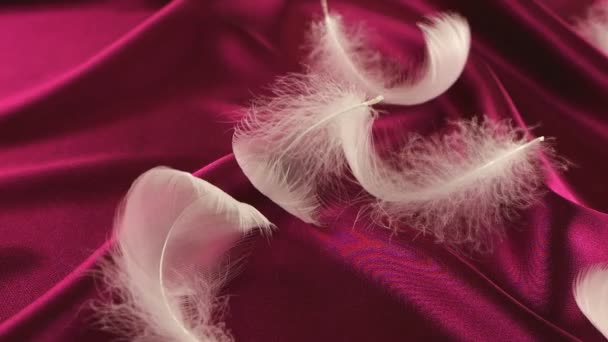 白い白鳥の羽は赤い絹の上に落ちる スローモーション — ストック動画