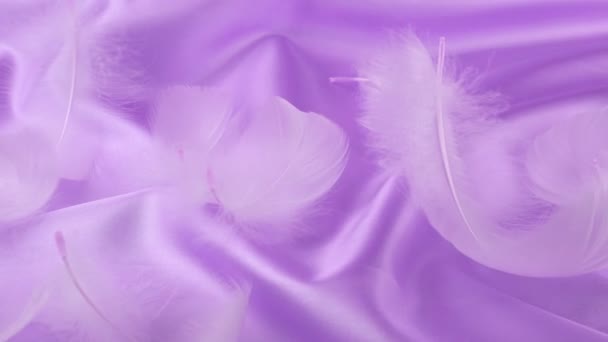 Plumas Cisne Blanco Sobre Seda Púrpura — Vídeo de stock