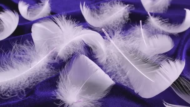 白い白鳥の羽上の青いベルベット — ストック動画