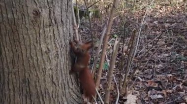 Sonbahar parkındaki sincap. Yavaş çekim.