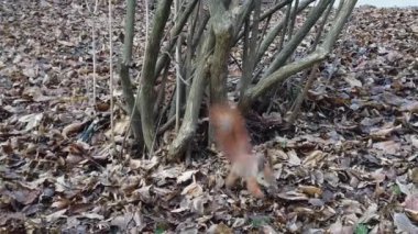 Sonbahar parkındaki sincap. Yavaş çekim.